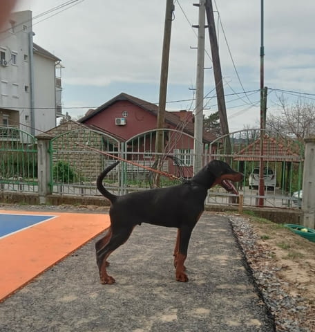 Доберман кученца Ваксинирано - Да, Обезпаразитено - Да, С чип - Да - град Извън България | Кучета - снимка 10