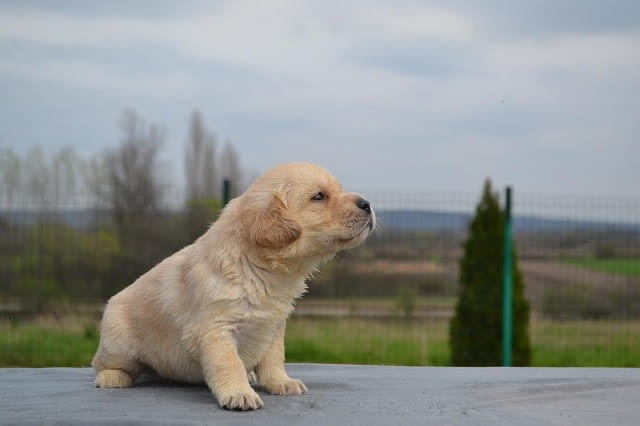 Лабрадор Ретривър Labrador Retriever, 2 Months - city of Izvun Bulgaria | Dogs - снимка 7