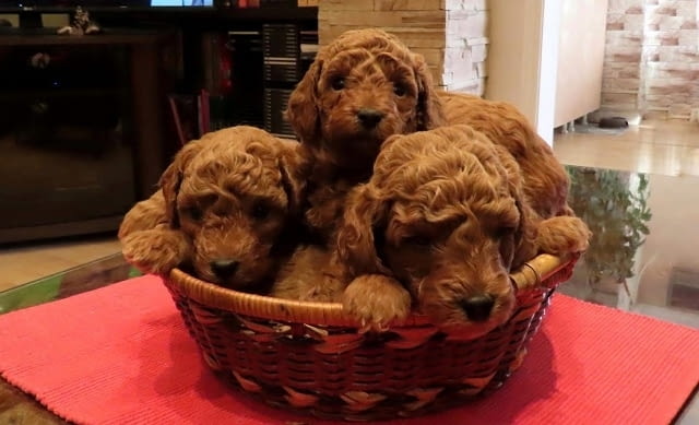 Червени ПУДЕЛИ премиум Toy Poodle, 2 Months - city of Izvun Bulgaria | Dogs - снимка 1