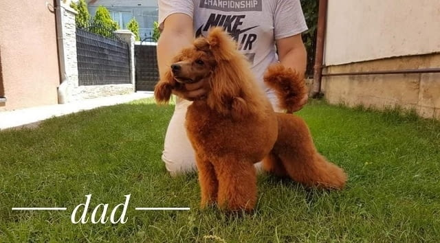 Червени ПУДЕЛИ премиум Toy Poodle, 2 Months - city of Izvun Bulgaria | Dogs - снимка 4