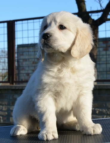 Кученца голдън ретривър Golden Retriever, 2 Months, Vaccinated - Yes - city of Izvun Bulgaria | Dogs - снимка 5