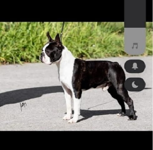 Бостън териер, премиум кученца Boston Terrier, 3 Months - city of Izvun Bulgaria | Dogs - снимка 9