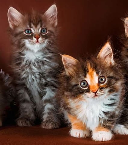 GCCF регистрирани родословни котенца мейн куун Maine-Coon, 2 Months, Vaccine - Yes - city of Razgrad | Cats - снимка 1