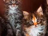 GCCF регистрирани родословни котенца мейн куун