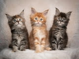GCCF регистрирани родословни котенца мейн куун