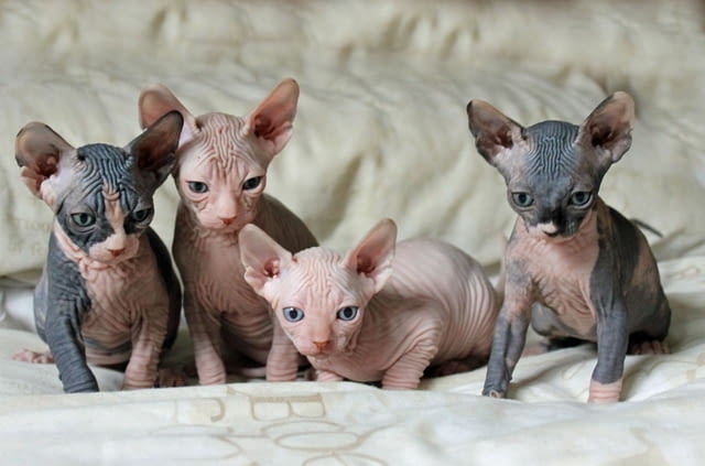Родословни котенца Sphynx, регистрирани в TICA Sphinx, 3 Months, Vaccine - Yes - city of Rusе | Cats - снимка 1
