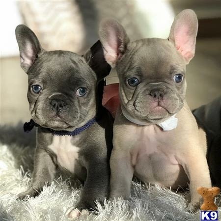 Налични красиви кученца френски бикове Bulldog, 3 Months, Vaccinated - Yes - city of Sofia | Dogs - снимка 2