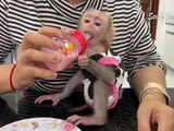 Налични мъжки и женски бебета маймуни капуцин