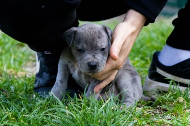 Питбул териер кученца American Pit Bull Terrier, Vaccinated - Yes, Dewormed - Yes - city of Izvun Bulgaria | Dogs - снимка 7