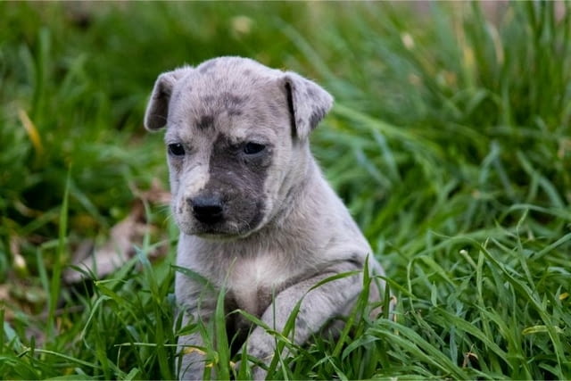 Питбул териер кученца Американски питбултериер, Ваксинирано - Да, Обезпаразитено - Да - град Извън България | Кучета - снимка 8