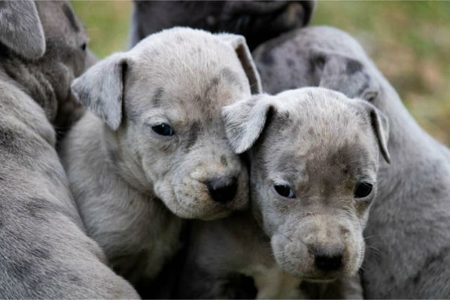 Питбул териер кученца American Pit Bull Terrier, Vaccinated - Yes, Dewormed - Yes - city of Izvun Bulgaria | Dogs - снимка 10