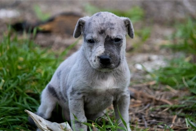 Питбул териер кученца American Pit Bull Terrier, Vaccinated - Yes, Dewormed - Yes - city of Izvun Bulgaria | Dogs - снимка 12