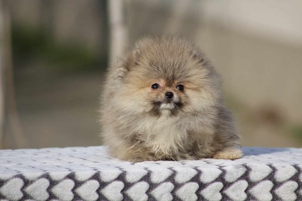 Красиви кученца померан Бу Померан (Малък английски шпиц), 2 месеца, Ваксинирано - Да - град Извън България | Кучета - снимка 1