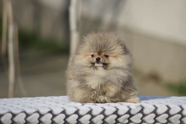Красиви кученца померан Бу Pomeranian, 2 Months, Vaccinated - Yes - city of Izvun Bulgaria | Dogs - снимка 2