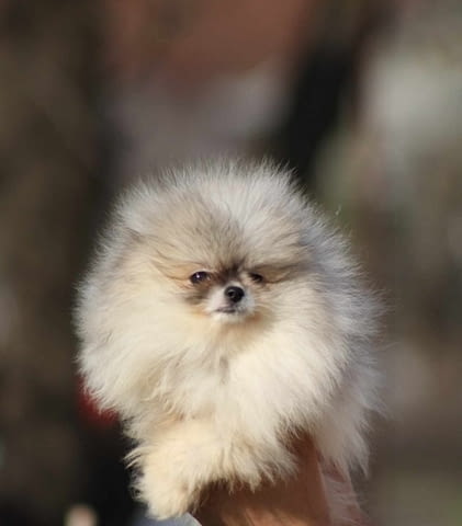 Красиви кученца померан Бу Pomeranian, 2 Months, Vaccinated - Yes - city of Izvun Bulgaria | Dogs - снимка 3