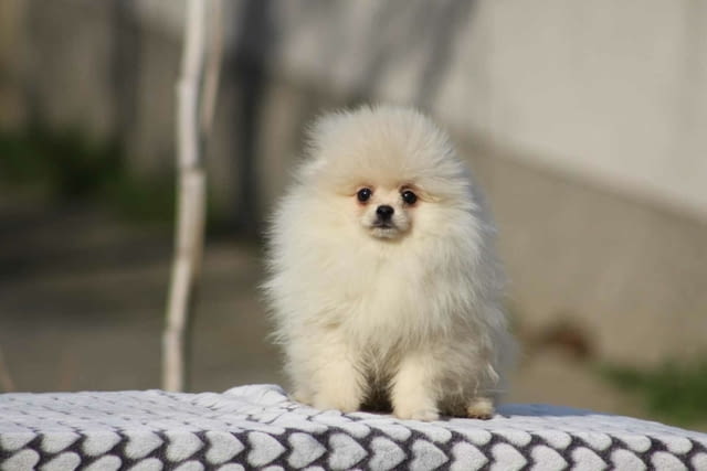Красиви кученца померан Бу Pomeranian, 2 Months, Vaccinated - Yes - city of Izvun Bulgaria | Dogs - снимка 4