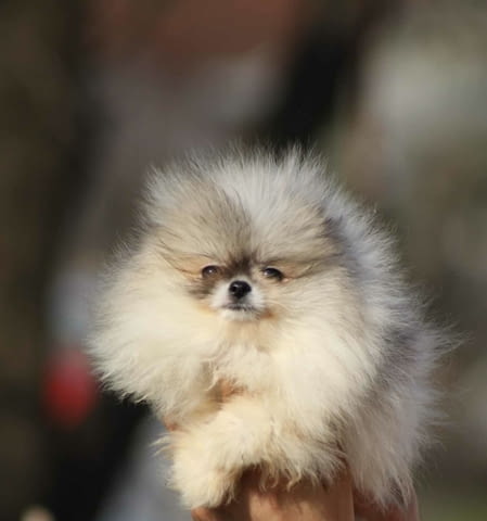 Красиви кученца померан Бу Померан (Малък английски шпиц), 2 месеца, Ваксинирано - Да - град Извън България | Кучета - снимка 5