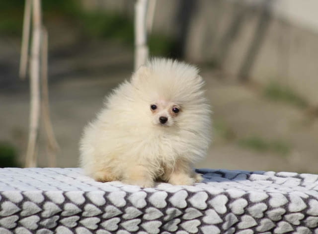 Красиви кученца померан Бу Pomeranian, 2 Months, Vaccinated - Yes - city of Izvun Bulgaria | Dogs - снимка 6