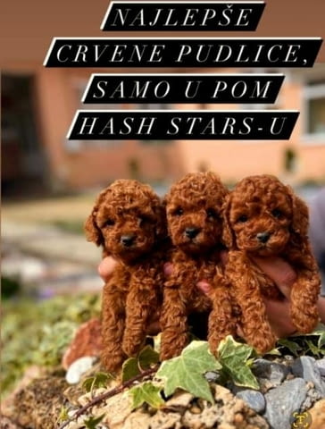 Висококачествена играчка и мини пуделчета Mini Poodle, Vaccinated - Yes - city of Sofia | Dogs - снимка 3