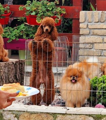 Висококачествена играчка и мини пуделчета Mini Poodle, Vaccinated - Yes - city of Sofia | Dogs - снимка 4