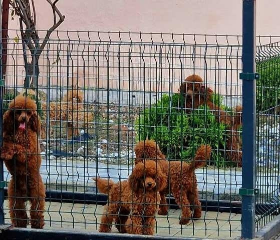 Висококачествена играчка и мини пуделчета Mini Poodle, Vaccinated - Yes - city of Sofia | Dogs - снимка 5