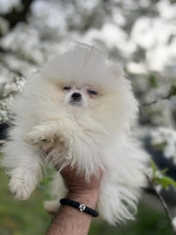 Померан кученца от превъзходен произход Pomeranian, 3 Months, Vaccinated - Yes - city of Izvun Bulgaria | Dogs - снимка 1