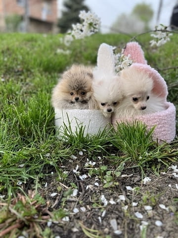 Померан кученца от превъзходен произход Pomeranian, 3 Months, Vaccinated - Yes - city of Izvun Bulgaria | Dogs - снимка 2