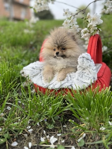 Померан кученца от превъзходен произход Pomeranian, 3 Months, Vaccinated - Yes - city of Izvun Bulgaria | Dogs - снимка 7