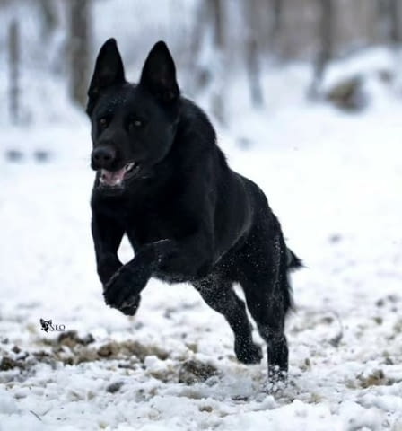 Немска овчарка работни кучета German Shepherd, Vaccinated - Yes, Dewormed - Yes - city of Izvun Bulgaria | Dogs - снимка 2