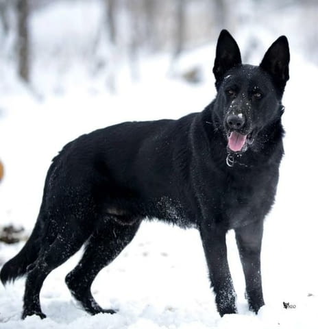 Немска овчарка работни кучета German Shepherd, Vaccinated - Yes, Dewormed - Yes - city of Izvun Bulgaria | Dogs - снимка 3