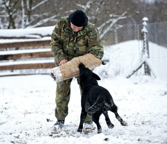 Немска овчарка работни кучета German Shepherd, Vaccinated - Yes, Dewormed - Yes - city of Izvun Bulgaria | Dogs - снимка 6
