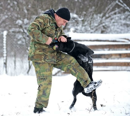 Немска овчарка работни кучета Ваксинирано - Да, Обезпаразитено - Да, С чип - Да - град Извън България | Кучета - снимка 10