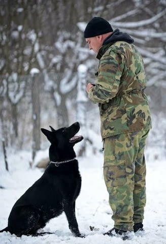 Немска овчарка работни кучета German Shepherd, Vaccinated - Yes, Dewormed - Yes - city of Izvun Bulgaria | Dogs - снимка 11
