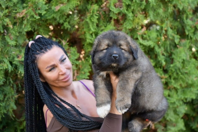 Кученца Кавказка овчарка Caucasian shepherd, 2 Months - city of Izvun Bulgaria | Dogs - снимка 8