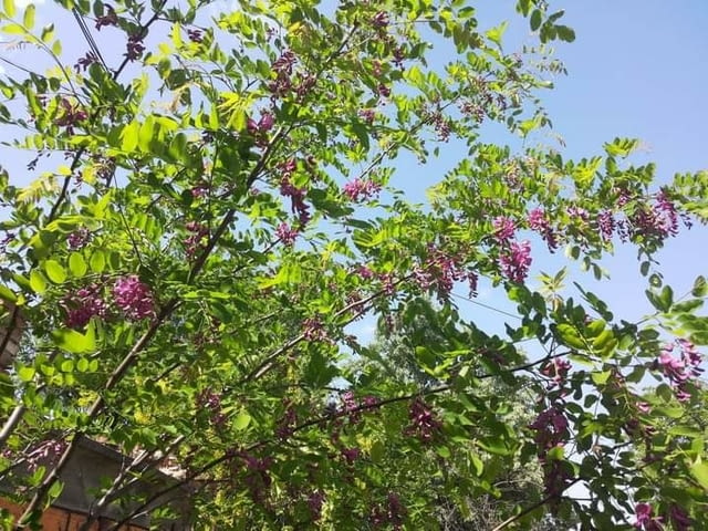 Двор Перфект за вашия двор и градина Абонаментно почистване - Да - град София | Почистване - снимка 1