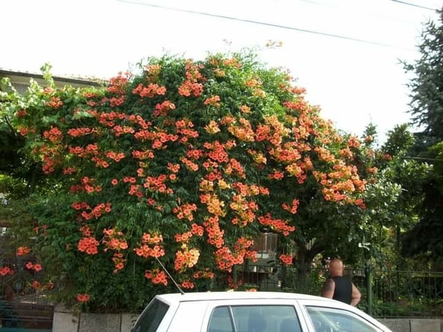 Двор Перфект за вашия двор и градина Абонаментно почистване - Да - град София | Почистване - снимка 2
