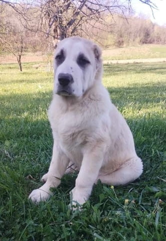 Кученца от средноазиатска овчарка Другa, Ваксинирано - Да - град София | Кучета - снимка 2