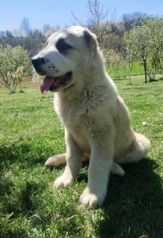 Кученца от средноазиатска овчарка Другa, Ваксинирано - Да - град София | Кучета - снимка 4
