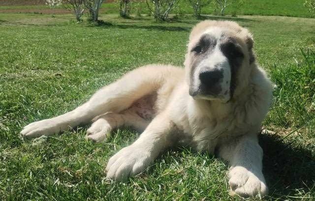 Кученца от средноазиатска овчарка Другa, Vaccinated - Yes - city of Sofia | Dogs - снимка 5