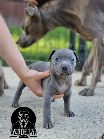 Американски питбул териер кученца American Pit Bull Terrier, Vaccinated - Yes, Dewormed - Yes - city of Izvun Bulgaria | Dogs - снимка 8