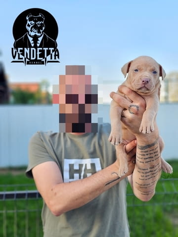 Американски питбул териер кученца American Pit Bull Terrier, Vaccinated - Yes, Dewormed - Yes - city of Izvun Bulgaria | Dogs - снимка 10