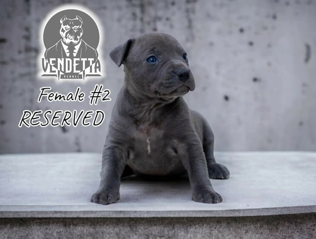 Американски питбул териер кученца American Pit Bull Terrier, Vaccinated - Yes, Dewormed - Yes - city of Izvun Bulgaria | Dogs - снимка 11