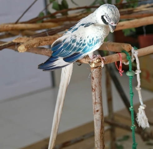 Синя и златна мутация ара Папагал, 1 година - град София | Птици / Екзотични - снимка 2