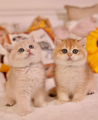 Сладки британски късокосмести котенца British Shorthair, 3 Months, Vaccine - Yes - city of Sofia | Cats