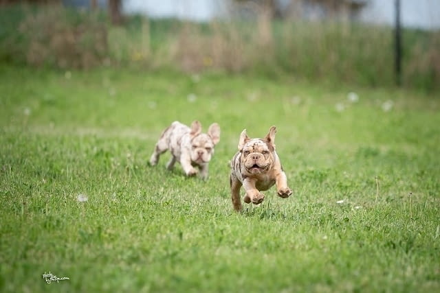 Френски булдог мерле French Bulldog - city of Izvun Bulgaria | Dogs - снимка 8