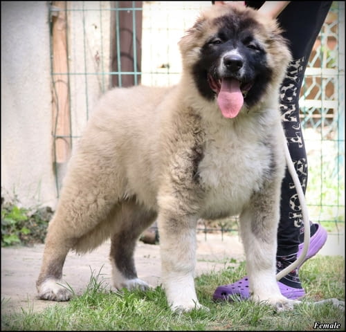 Кавказка овчарка кученца Caucasian shepherd, Vaccinated - Yes, Dewormed - Yes - city of Izvun Bulgaria | Dogs - снимка 4
