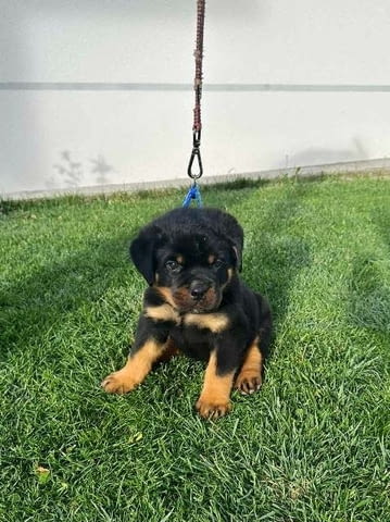 Кученца ротвайлер Rottweiler, Vaccinated - Yes - city of Sofia | Dogs - снимка 1