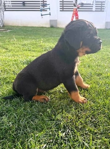 Кученца ротвайлер Rottweiler, Vaccinated - Yes - city of Sofia | Dogs - снимка 3