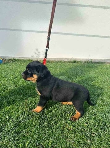 Кученца ротвайлер Rottweiler, Vaccinated - Yes - city of Sofia | Dogs - снимка 4