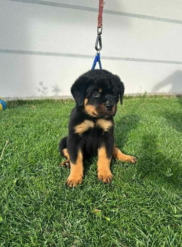 Кученца ротвайлер Rottweiler, Vaccinated - Yes - city of Sofia | Dogs - снимка 5
